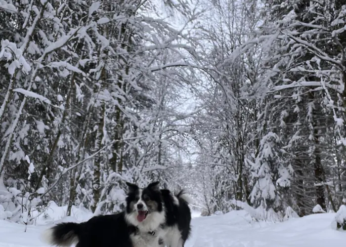 Harz-rose Апартаменты